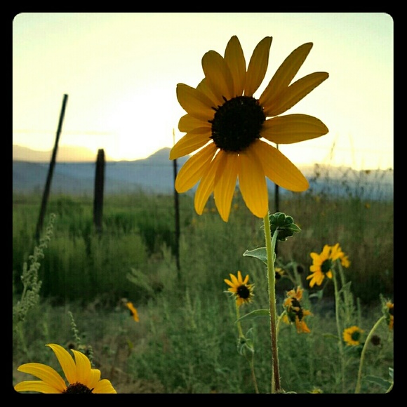 Meet your Posher, Roxann - Picture 1 of 1